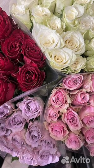 Букет из роз(15/21/25/51/101)