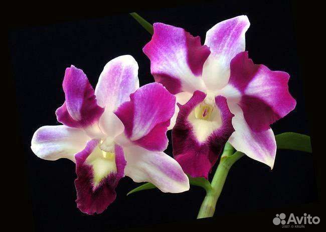 Орхидея Dendrobium/Дендробиум