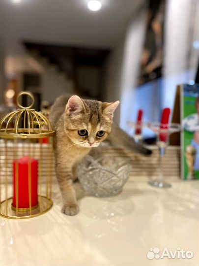 Британская кошечка