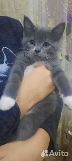 Котенок 2 месяца мальчик