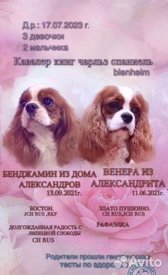 Кавалер кинг чарльз спаниель