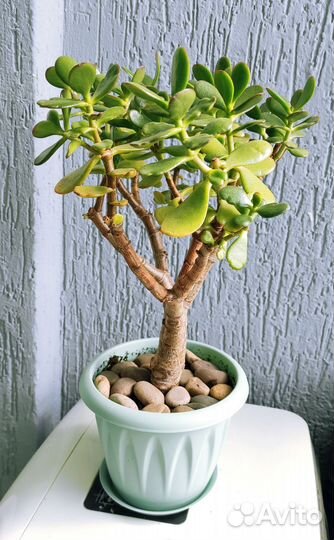 Красула толстянка/денежное дерево
