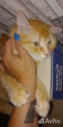 Передежка животных