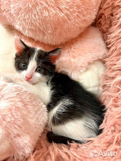 Котенок в добрые руки