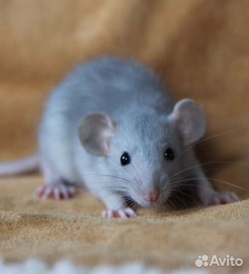 Голубые крыски дамбо, девочки