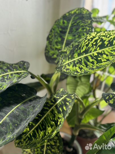 Диффенбахия рефлектор