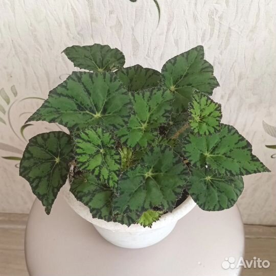 Комнатные цветы