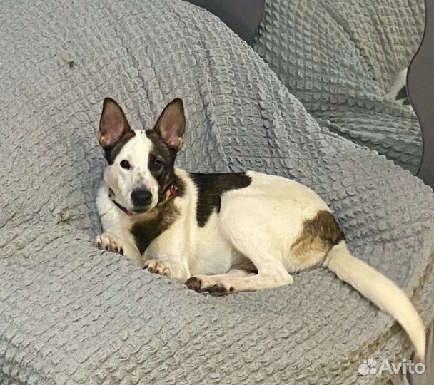 Собачки - Компаньоны