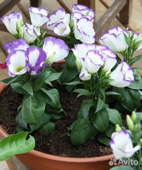 Рассада цветов Эустома Петуния Биденс