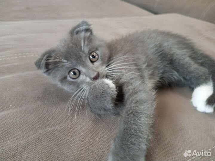 Шотландская