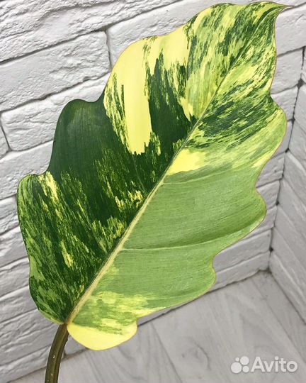 Филодендрон карамель марбл