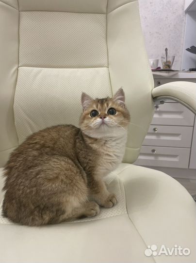 Британская шиншилла девочка