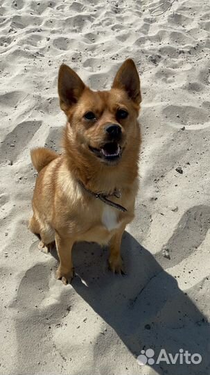 Собака в добрые руки