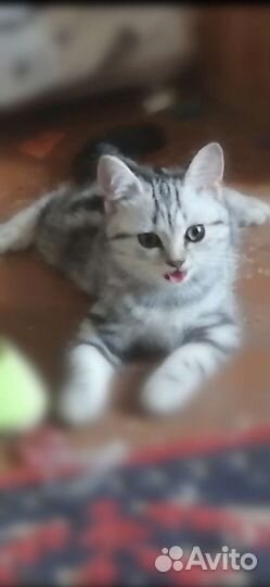 Шотландские мраморные котята