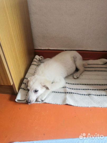 Вьюга щенок девочка 3 месяца с доставкой