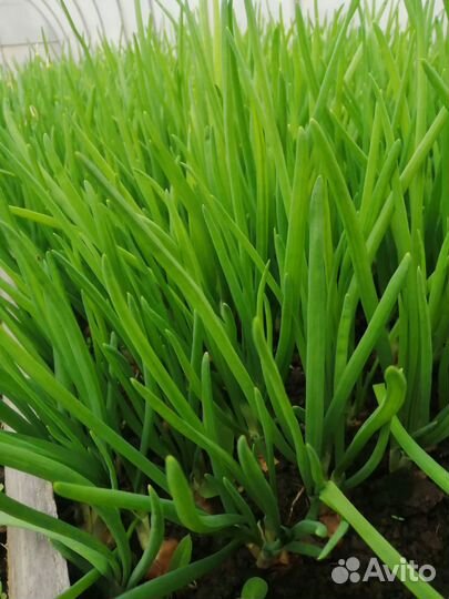 Сдаем зеленый лук оптом. Цена договорная