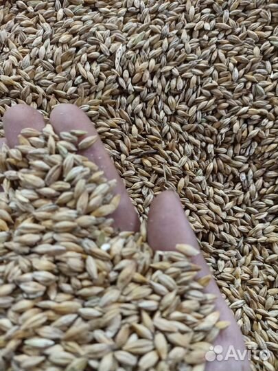 Зерно пшеница ячмень фураж