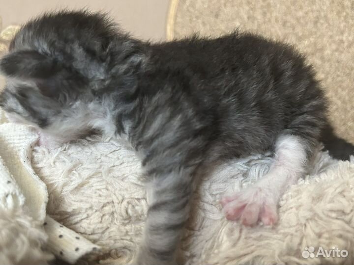 Очаровательный котенок