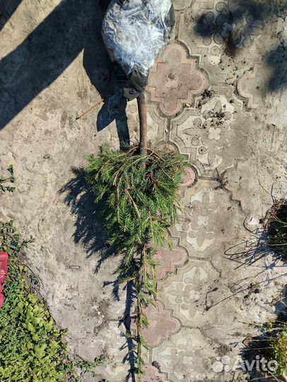 Ель колючая