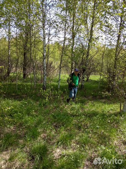 Берёза на корню на дрова