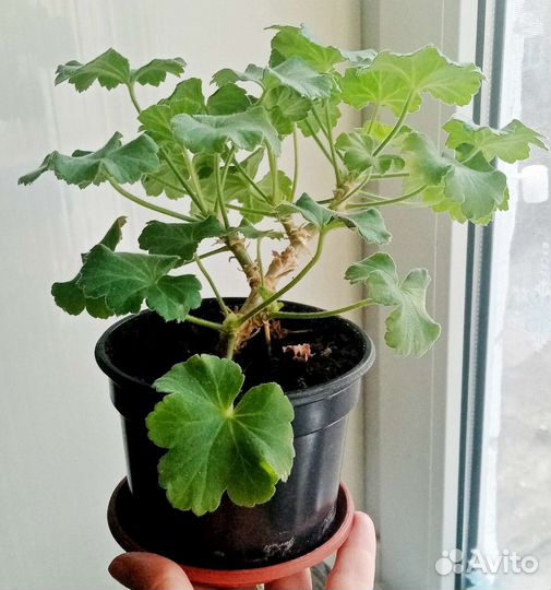 Герань пеларгония