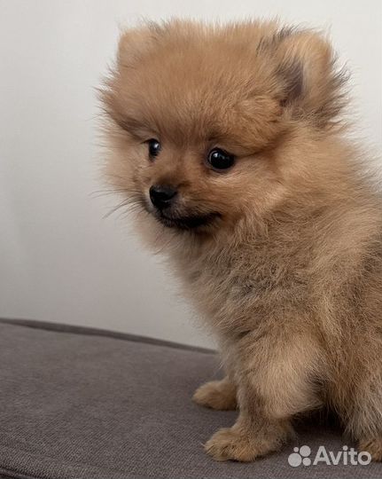 Шпиц мини девочка