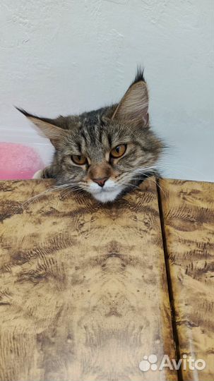 Мейн кун кошечка