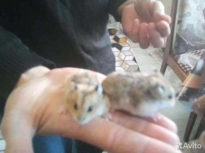 Хомячки джунгарики