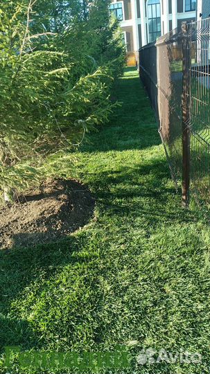 Рулонный газон прямо для вашей большой семьи