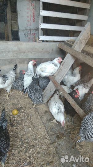 Курочки и петушки