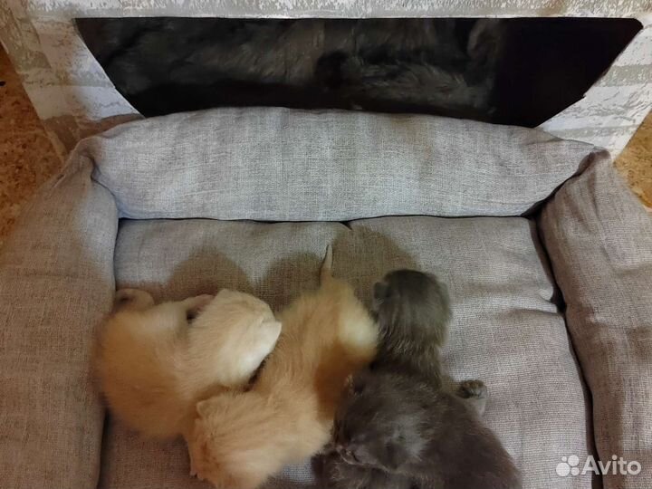 Кошки породистые