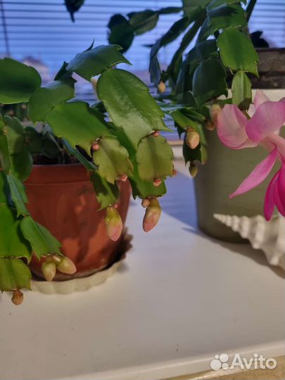 Цветок декабрист