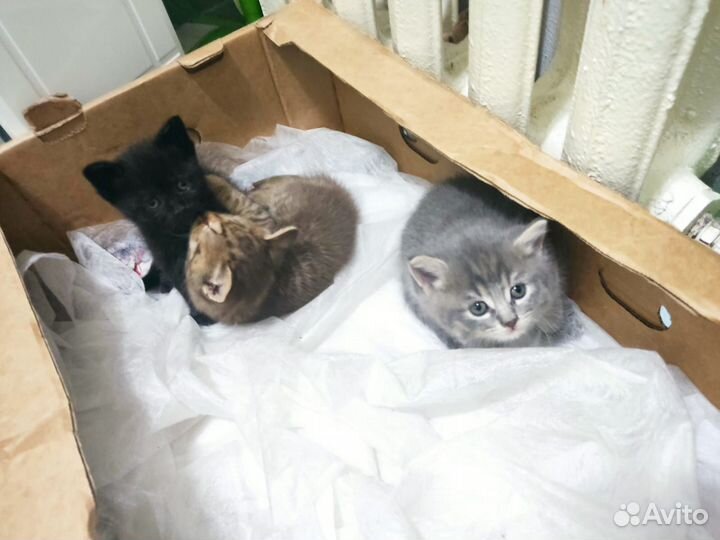Котята в добрые руки