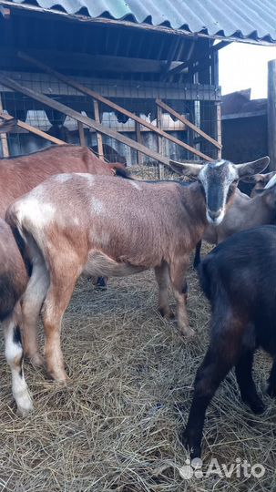Породистые козочки