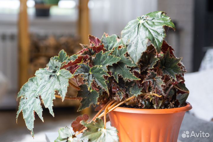 Бегония клеопатра