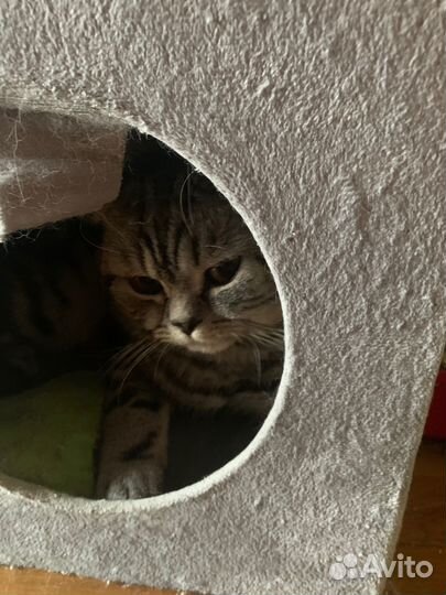 Продаю кота
