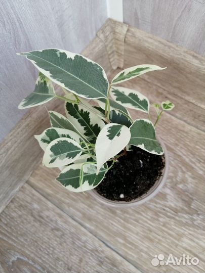 Фикус бенджамина