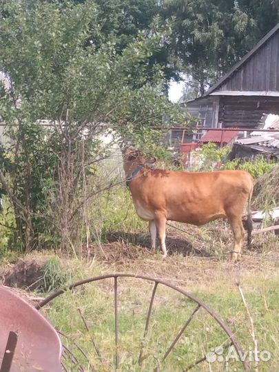 Домашний творог