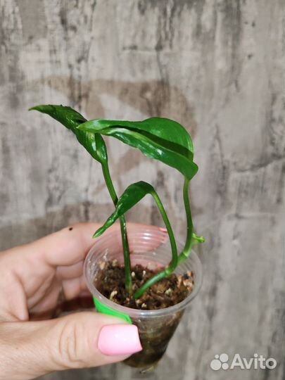 Комнатные цветы 2