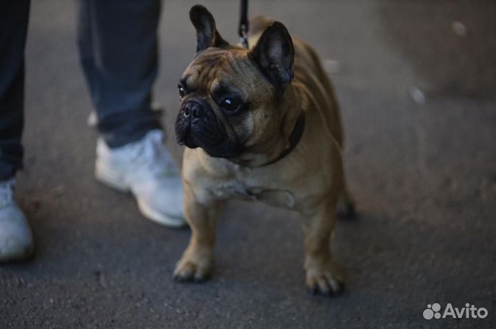 Вязка - французский бульдог кобель