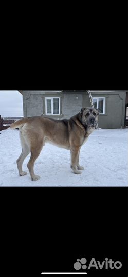 Сао алабай вязка
