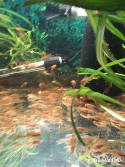 Супер Ред вуалевые анцитрус