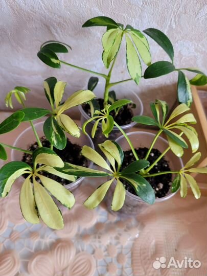 Шеффлера Мадам де Смет