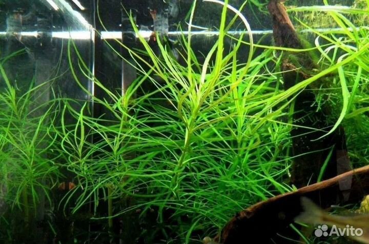 Прополка аквариума