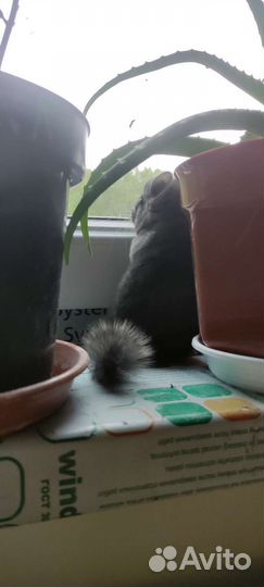 Шиншиллëнок