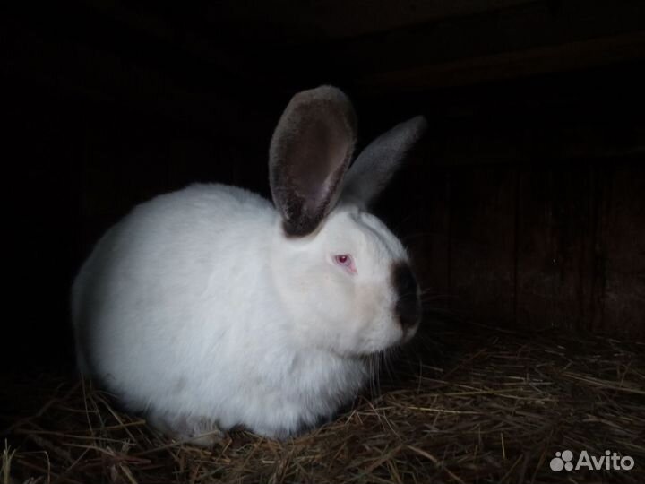 Кролик Калифорнийский