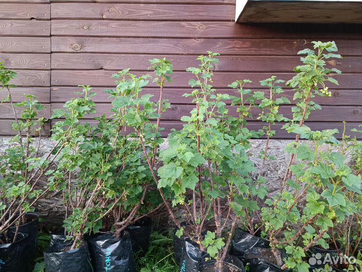 Саженцы смородины (черная,белая,розовая,красная)