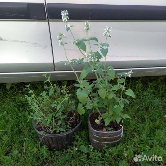 Мелисса душица для посадки