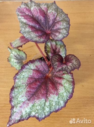 Цветы домашние