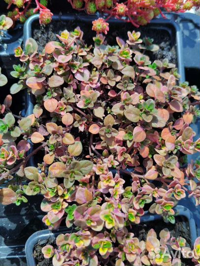 Тимьян ползучий